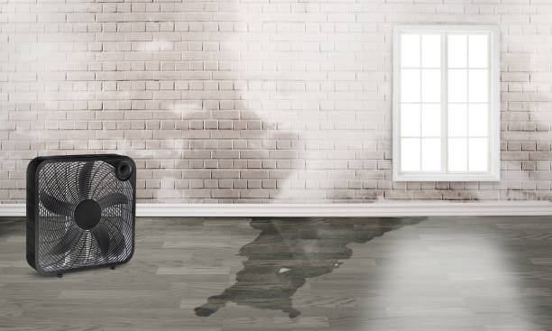 Best Flooded house restoration  in Three Points, AZ